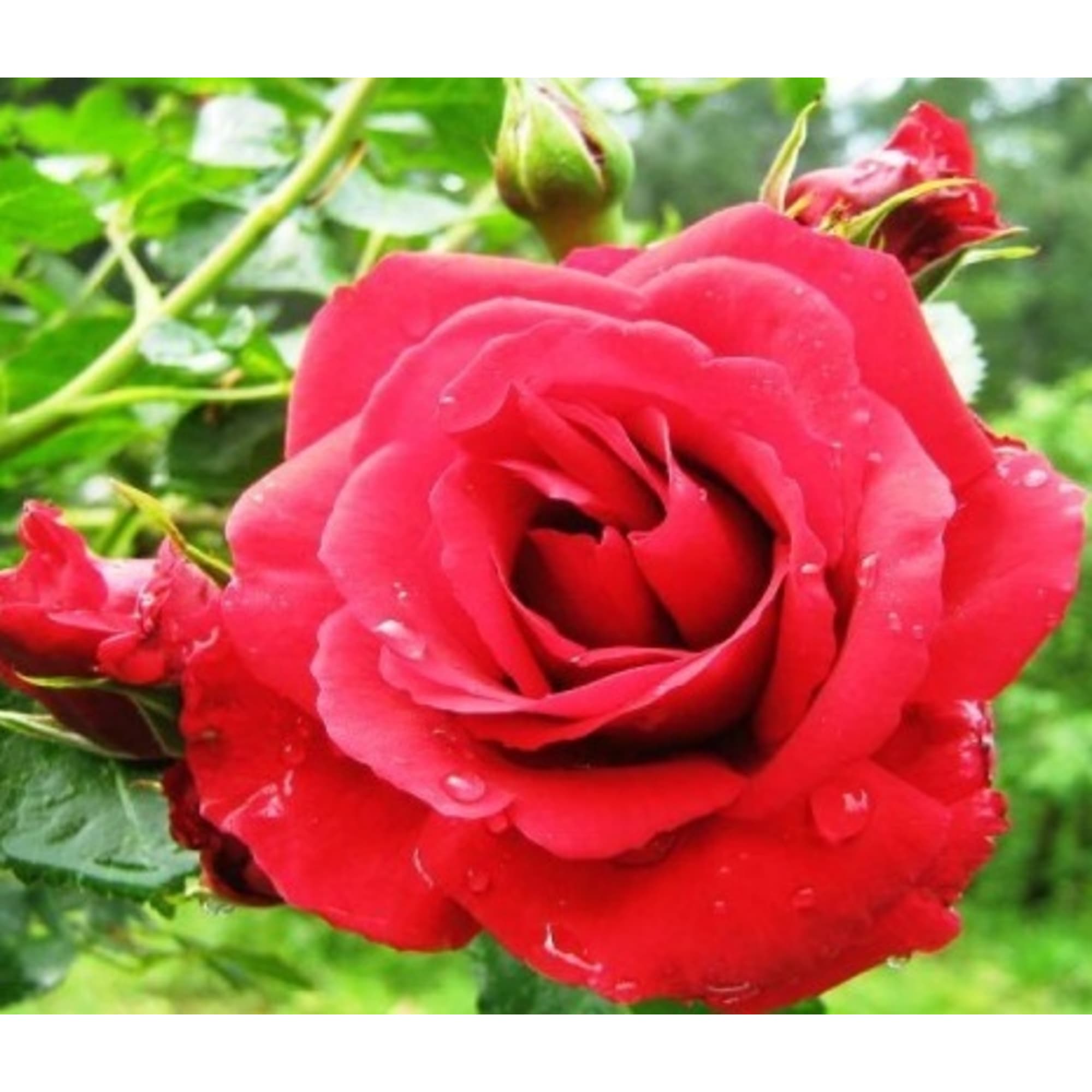 85589093 Роза плетистая Красный Маяк ø15 h30 см Santreyd 