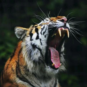 WP00881 Фотообои Verol Фотообои decoline 1х1 м