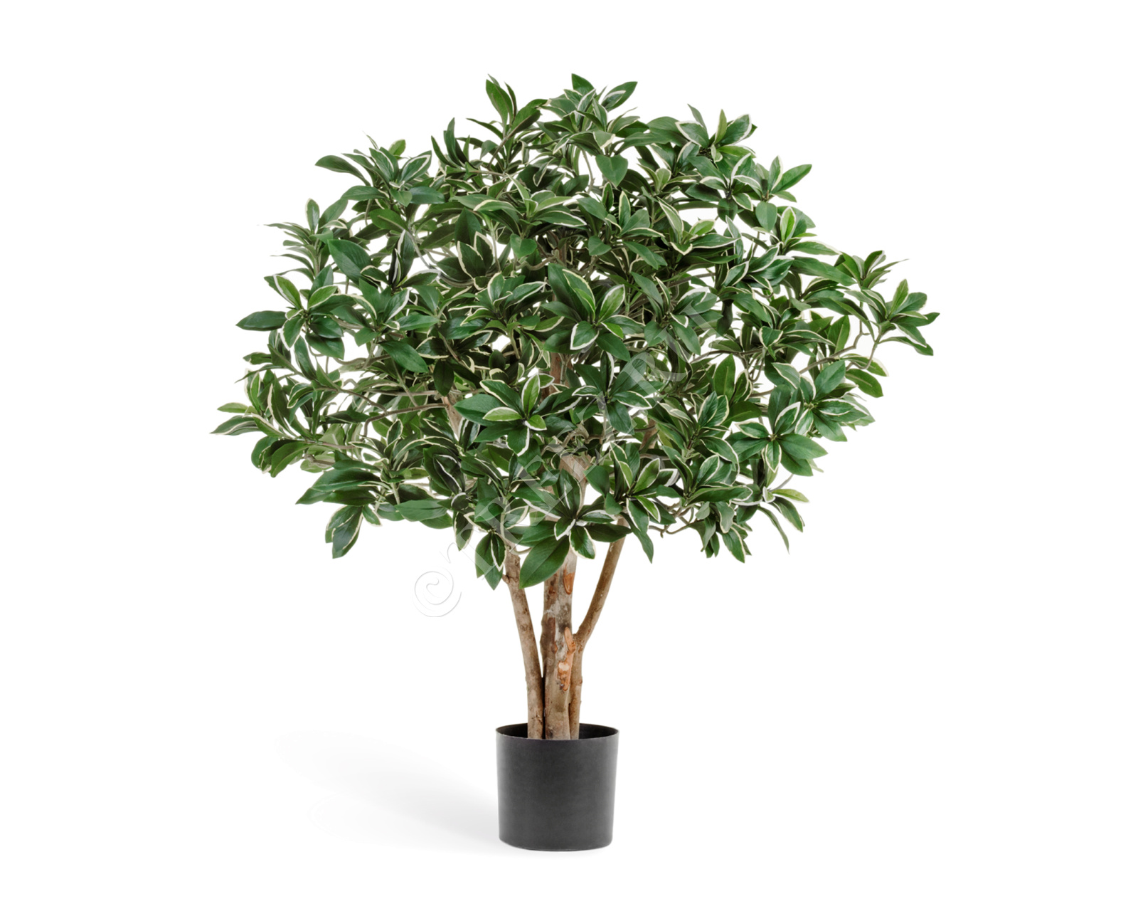 10.52702N Эонимус (Бересклет) Японский Цветочная коллекция 