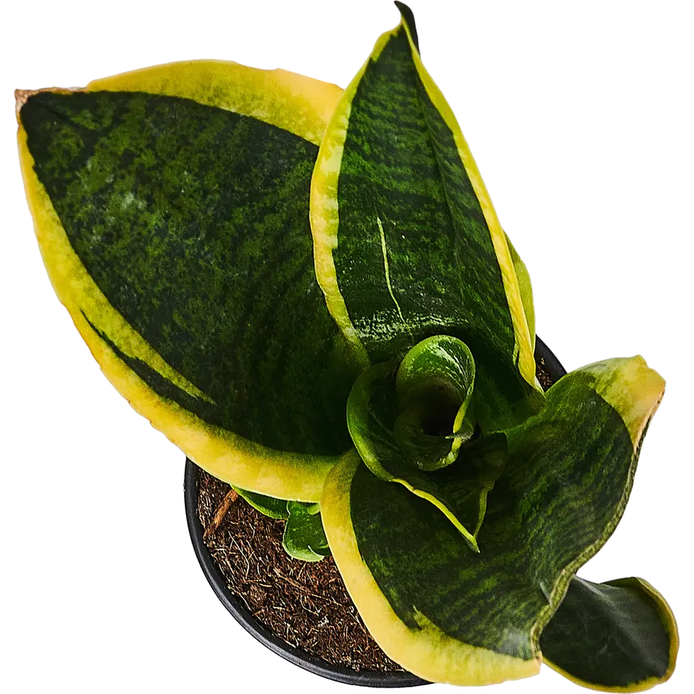 Santreyd Сансевиерия — неприхотливый суккулент для интерьера 89351062 STLM-0953618 - Вид №2