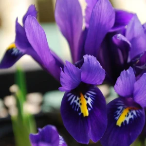 Ирис Geolia «Reticulata Pixie» 15045092 STLM-2055347