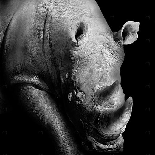 D1-099 Фотообои DIVINO Collection D 2.7х2 м D1099