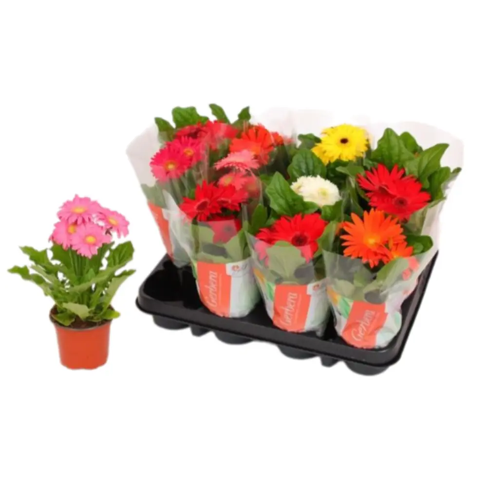 Гербера комнатная цветущая в горшке ø9 см 89412347 Santreyd STLM-1583932