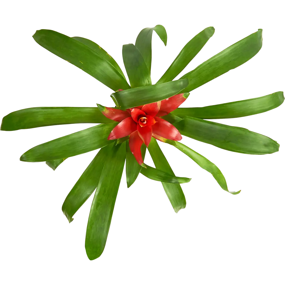 Santreyd Гузмания Минор Рондо — яркий акцент для интерьера 85324979 STLM-0966460 - Вид №2