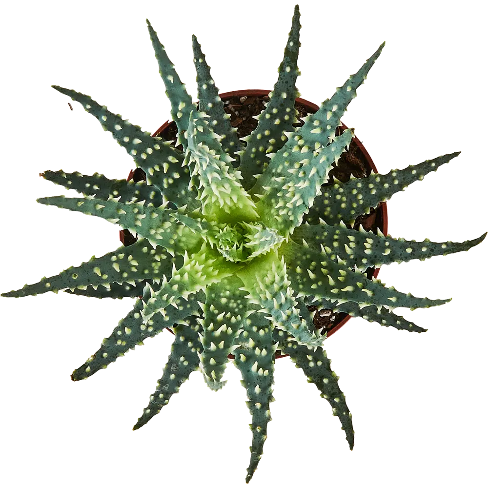 Santreyd Алоэ Мара — суккулент для современного интерьера 87819705 STLM-0075893 - Вид №1