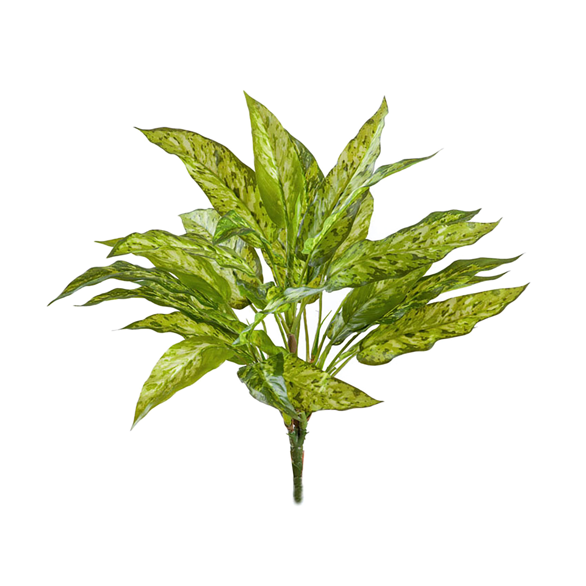 2000983170279 Аглаонема высота 40 см ROOMERS 