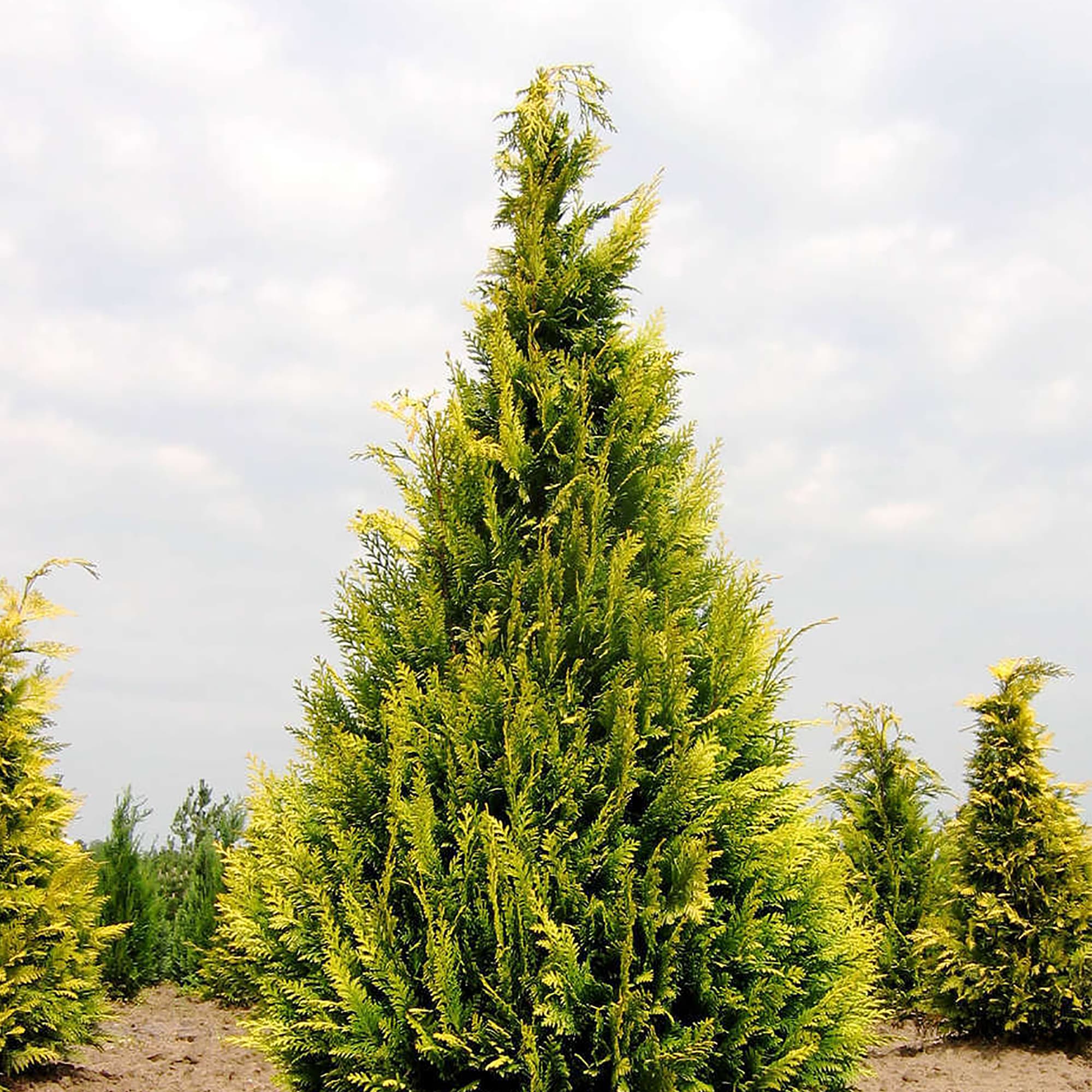 18382895 Кипарисовик «Ивонне», 17х30-40 см Santreyd  - Вид №1