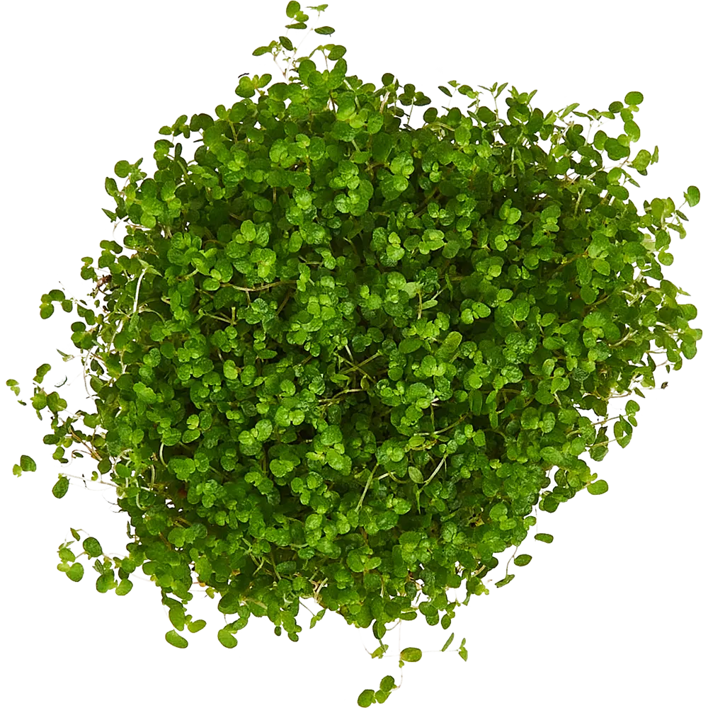 Santreyd Соляройя микс — живой ковер из Средиземноморья 14471049 STLM-0004985 - Вид №1