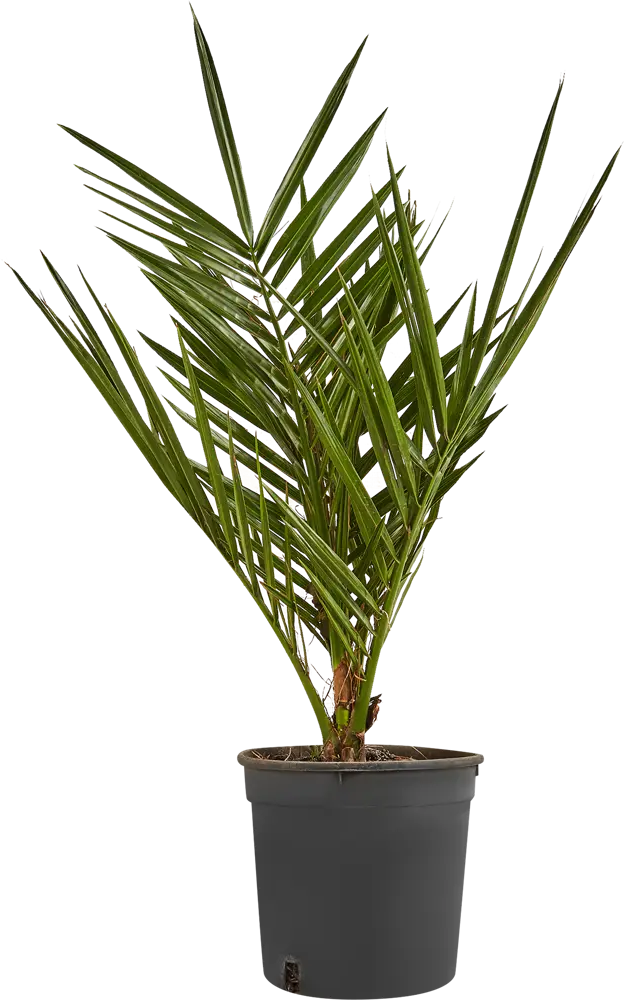 Финик Канарский от Santreyd — элегантная пальма для вашего интерьера 87620881