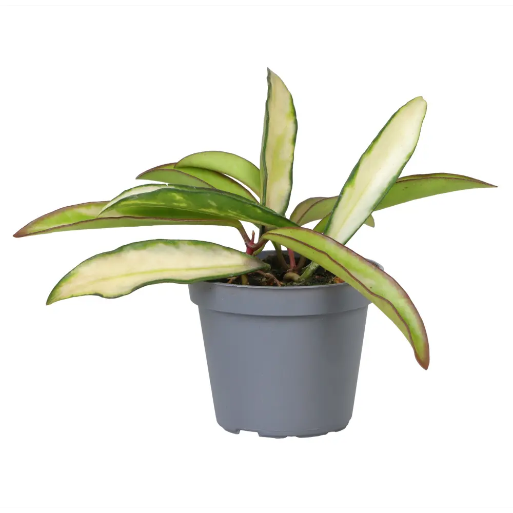 Santreyd Хойя Ваетти триколор - комнатное растение с разноцветными листьями 89375044 STLM-1376856