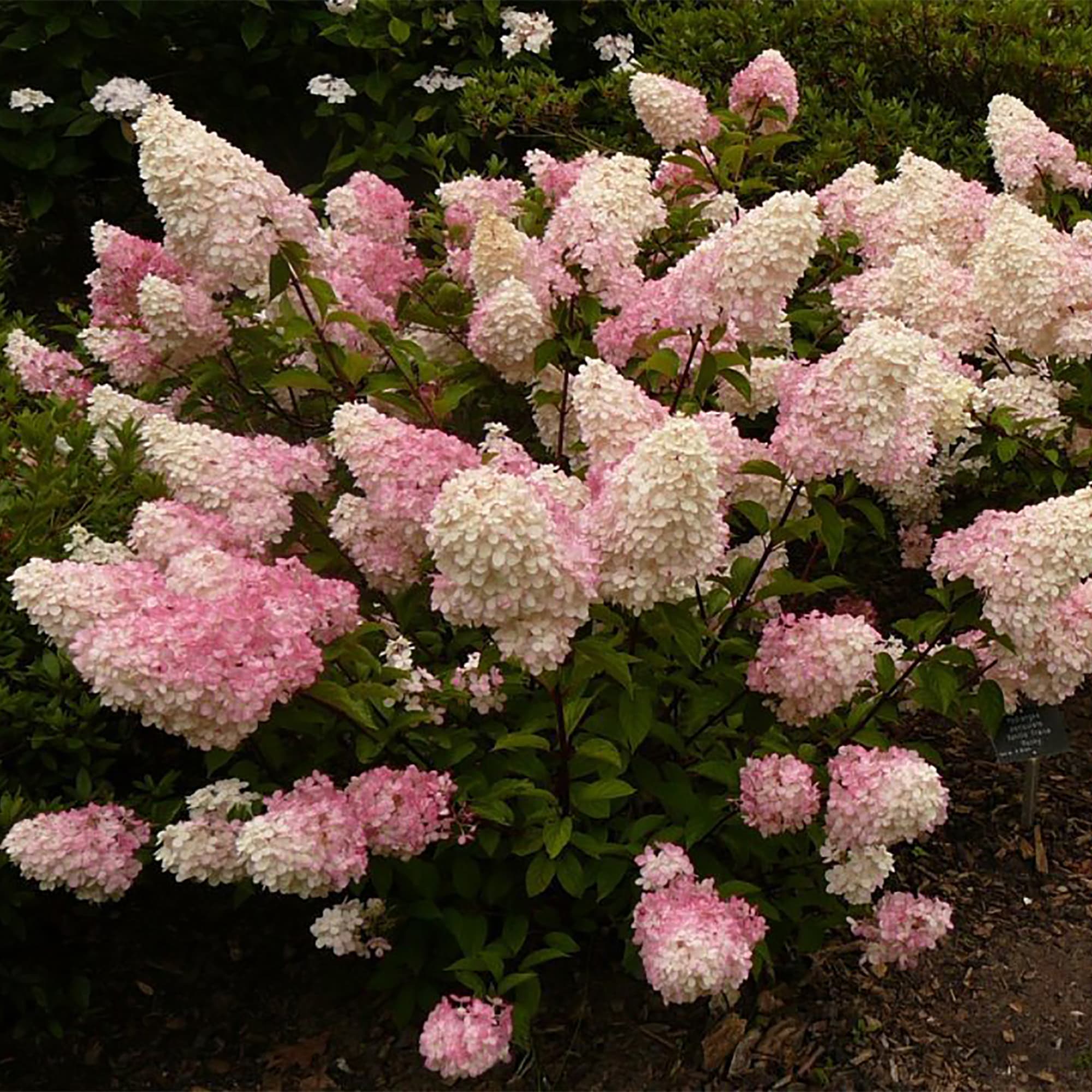 18321099 Гортензия Метельчатая С1, 20 см Santreyd 