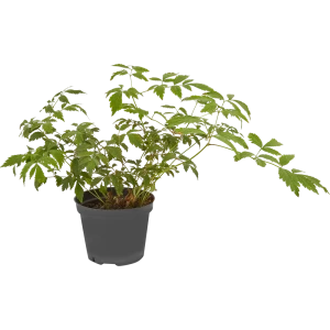 PLANTMARKET Астильба Глория Пурпурея - розово-лиловое цветение для сада 84659511