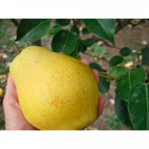 82601708 Груша обыкновенная «Киффер» 3-5 л высота 100-180 см