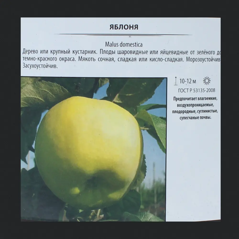 Яблоня «Китайка золотая», контейнер 5-10 л 81969653 STLM-2051565 Santreyd  - Вид №1
