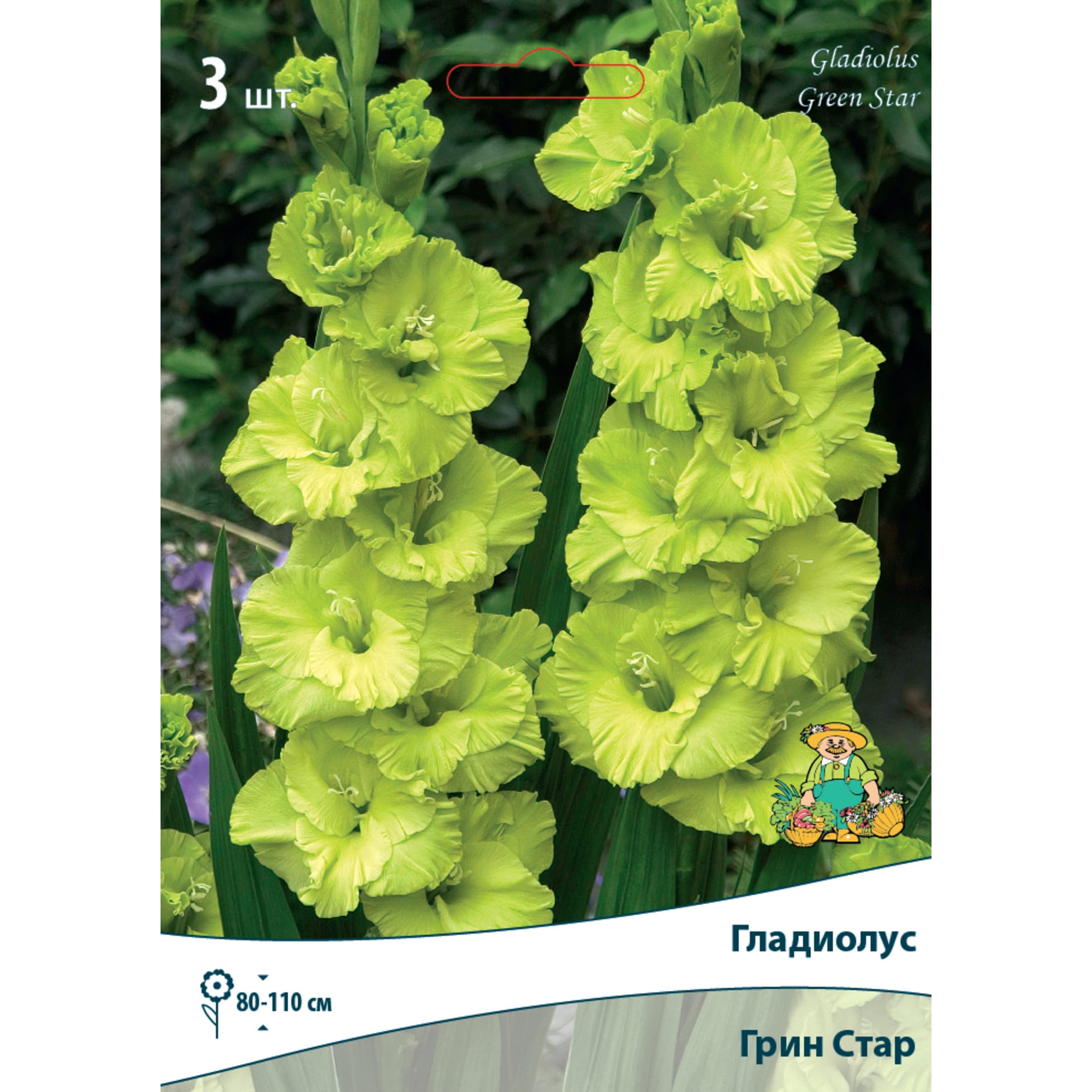 83596591 Гладиолус крупноцветковый Грин Стар луковица 10/12 Santreyd 