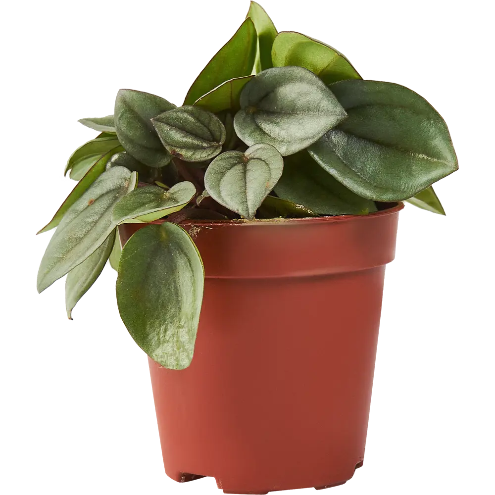 Пеперомия Бамбино от Santreyd — миниатюрное комнатное растение 85324954 STLM-0061519 - Вид №1