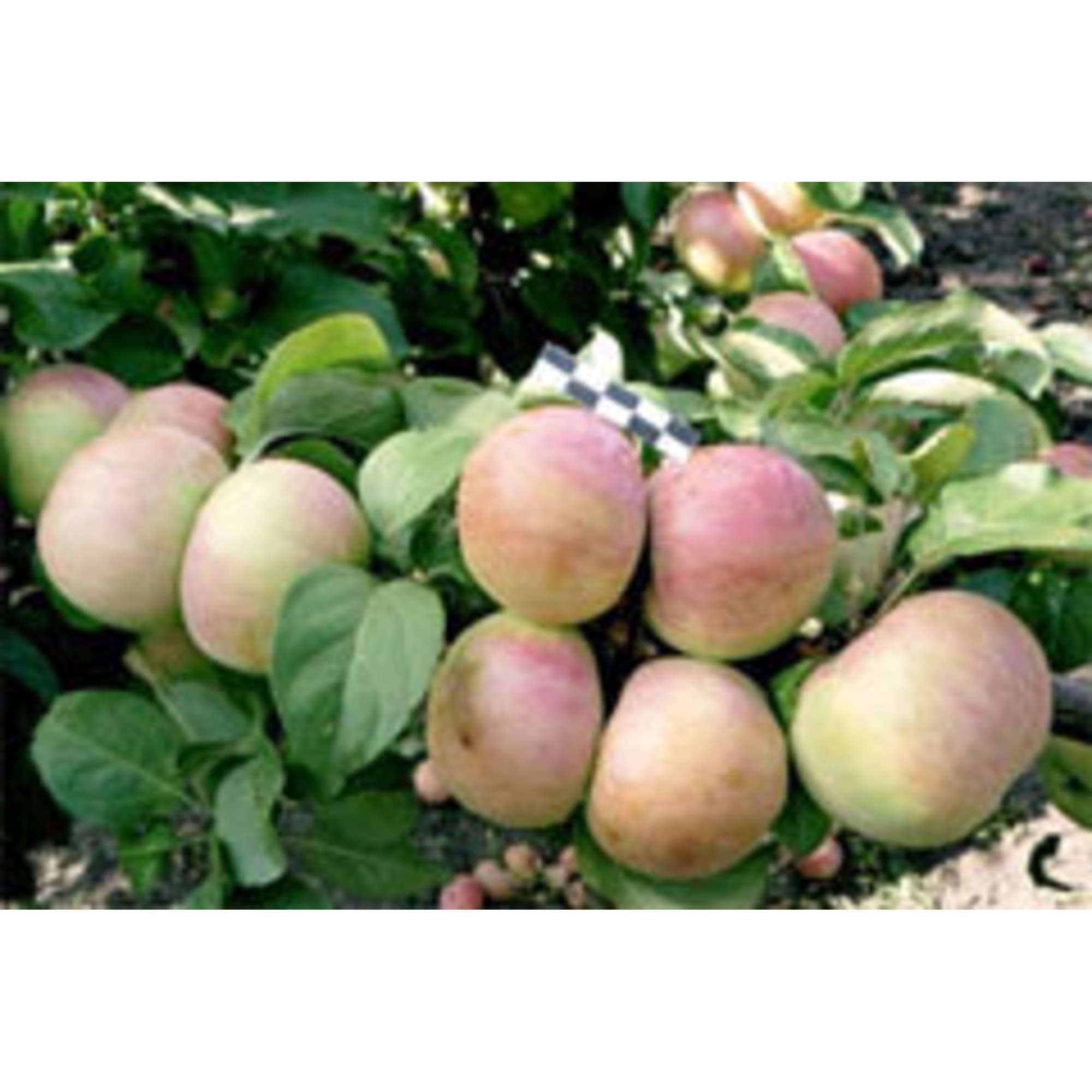 82597160 Яблоня колоновидная «Восторг» C4 высота 100 см Santreyd 