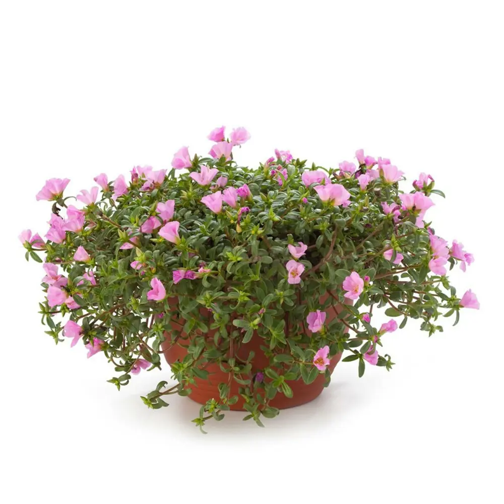 Портулак Santreyd в кашпо — яркое украшение для сада и балкона 83248502 STLM-0960268