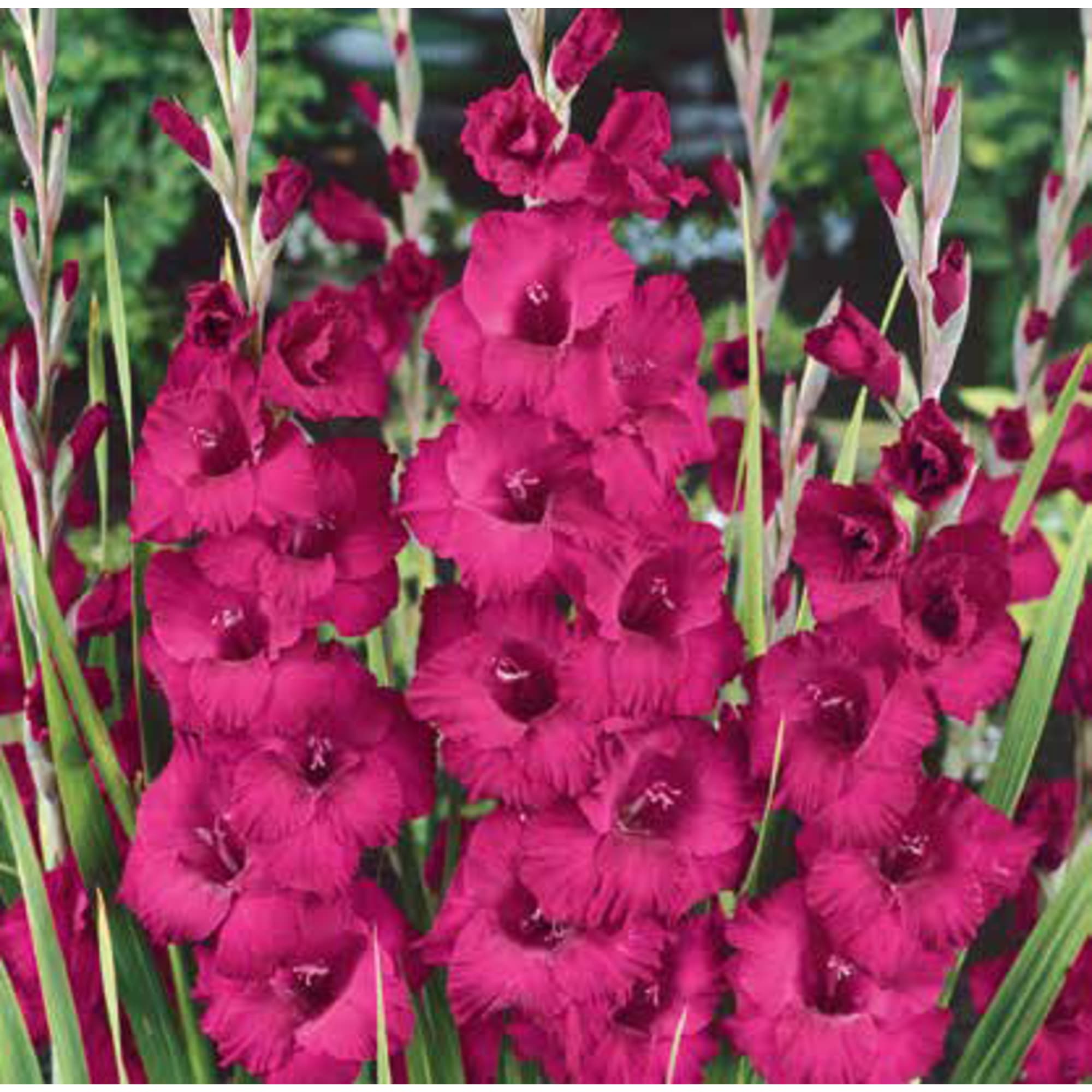 83760976 Гладиолус Фиделио луковица 10/12 Santreyd 