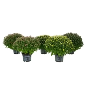 Хризантема шаровидная микс 19x40 см