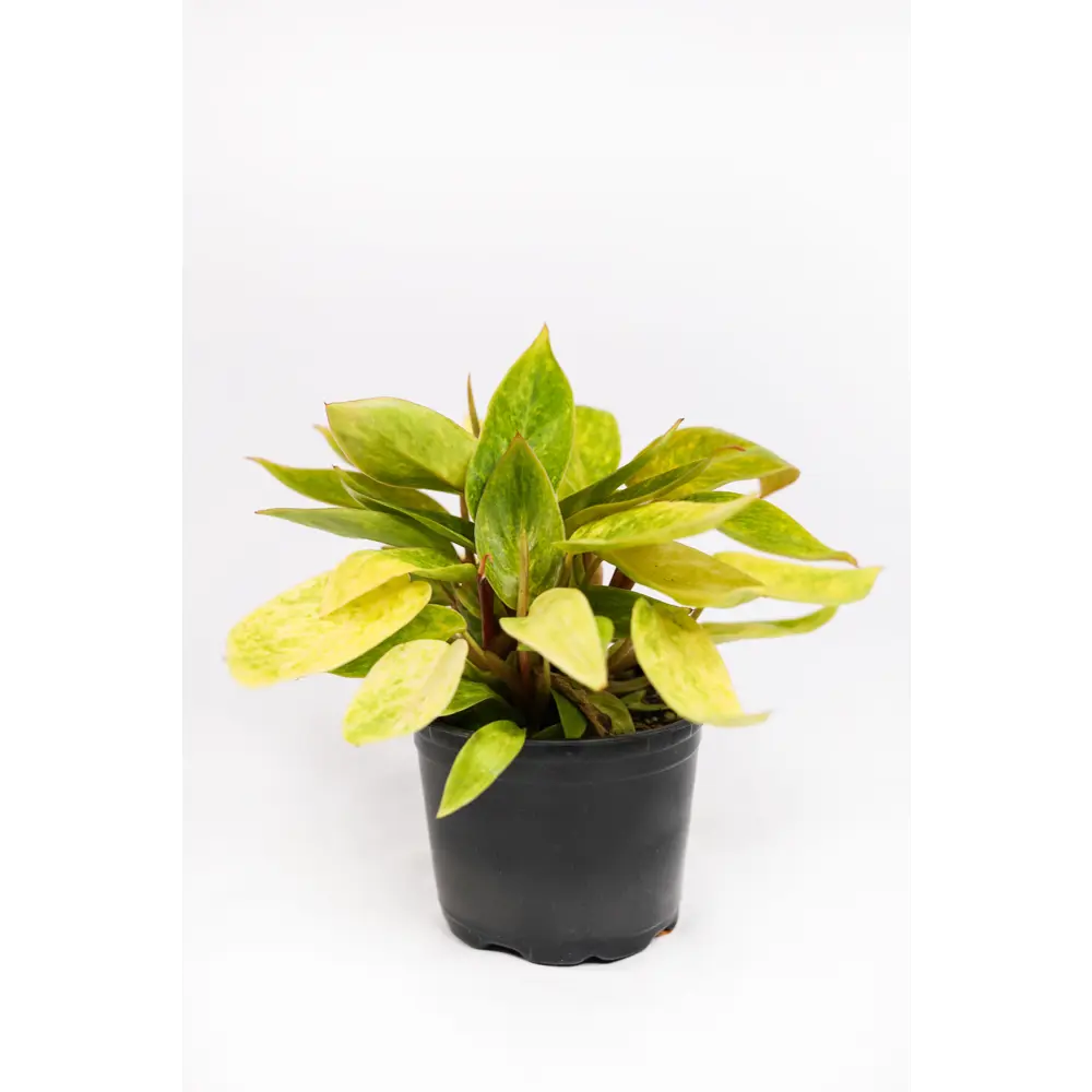 Santreyd Филодендрон Silver Sword с серебристыми листьями 89351066 STLM-0953990 - Вид №11