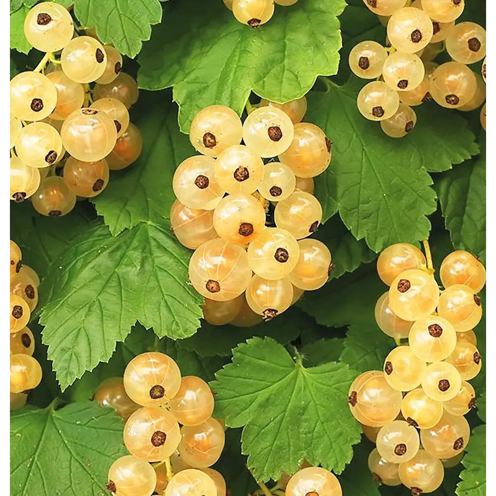 Смородина белая Версальская ø15 h30 см PLANTMARKET STLM-2031959