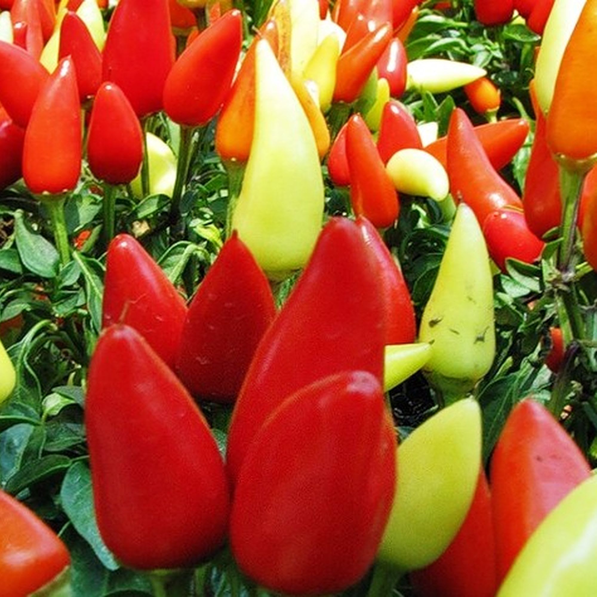 13900614 Семена Перец кустарниковый «Невеста» Santreyd  - Вид №2