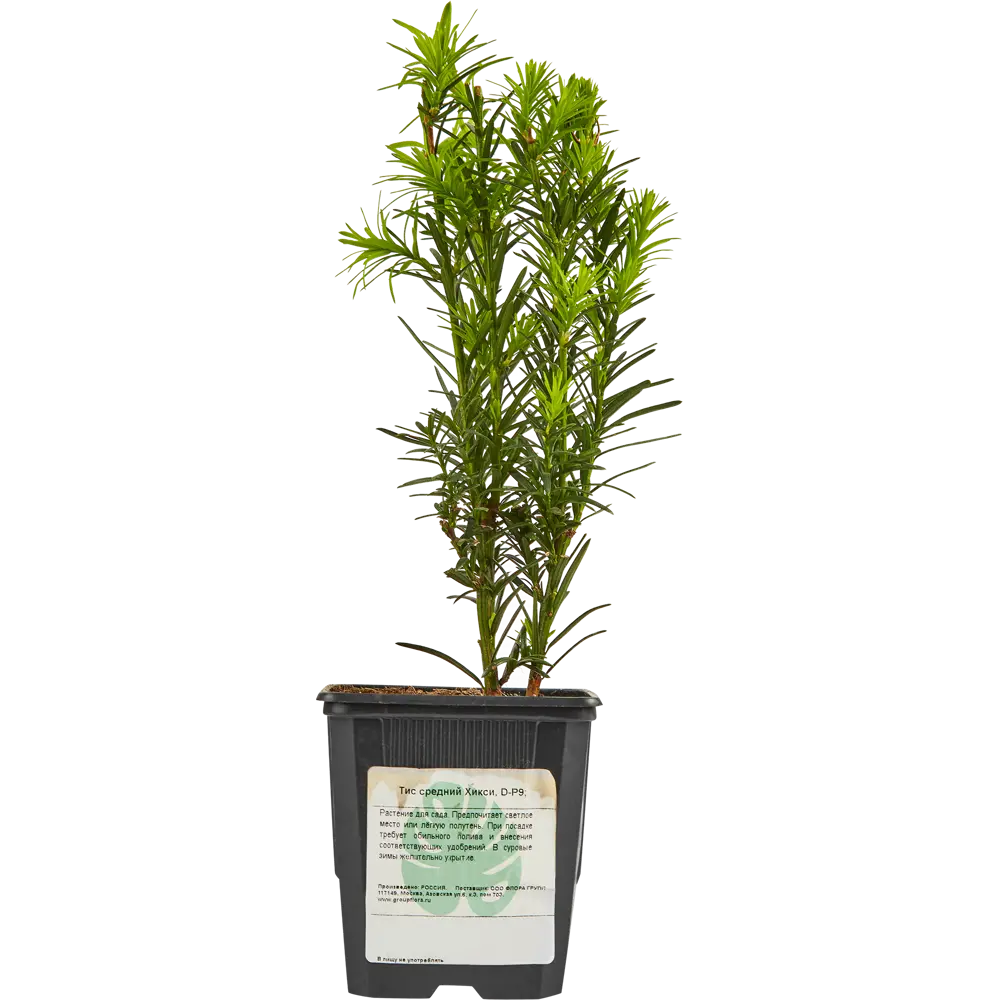 Тис Хикси от Santreyd - вечнозеленый кустарник для ландшафтного дизайна 87718703 STLM-0957467