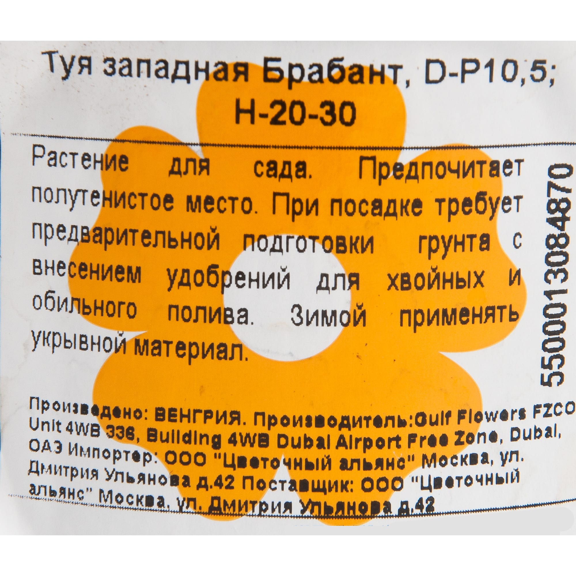 82601603 Туя западная «Брабант» 10x25 см Santreyd  - Вид №1