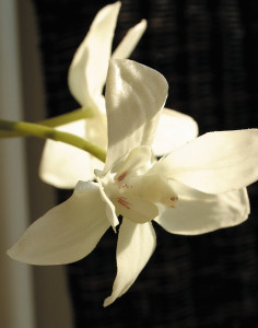 2579 777 a2 Пластиковая орхидея Phalaenopsis, ваза с водой, 80 см, real touch, белая H-andreas