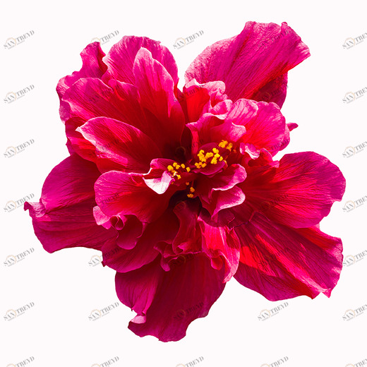 D1-042 Фотообои DIVINO Collection D 2.7х3 м D1042