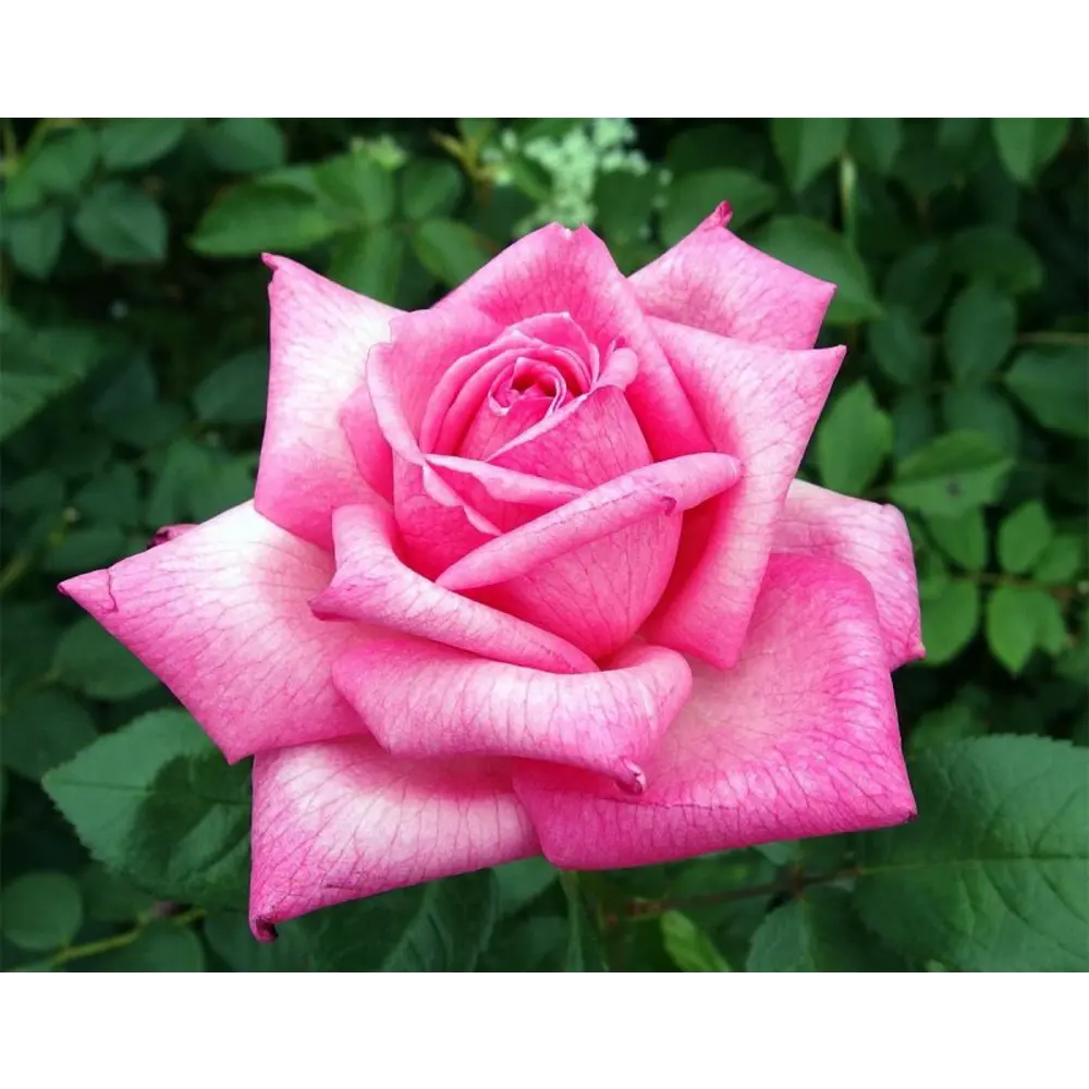 PLANTMARKET Роза Шокинг Версилия - французский сорт с цикламеновым отливом 89365245 STLM-0951632