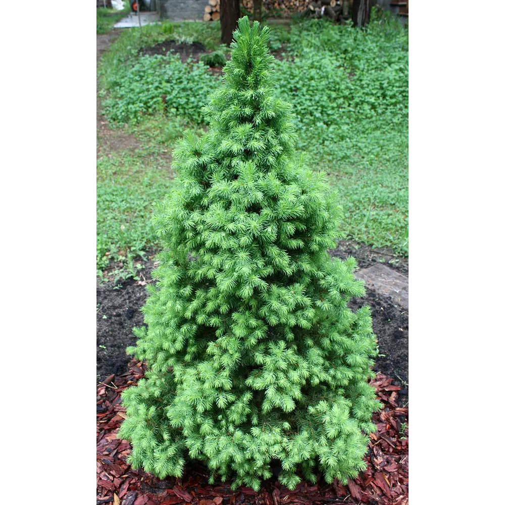 Ель сизая/канадская Десембер ø19 h50 - 60 см PLANTMARKET STLM-2136244