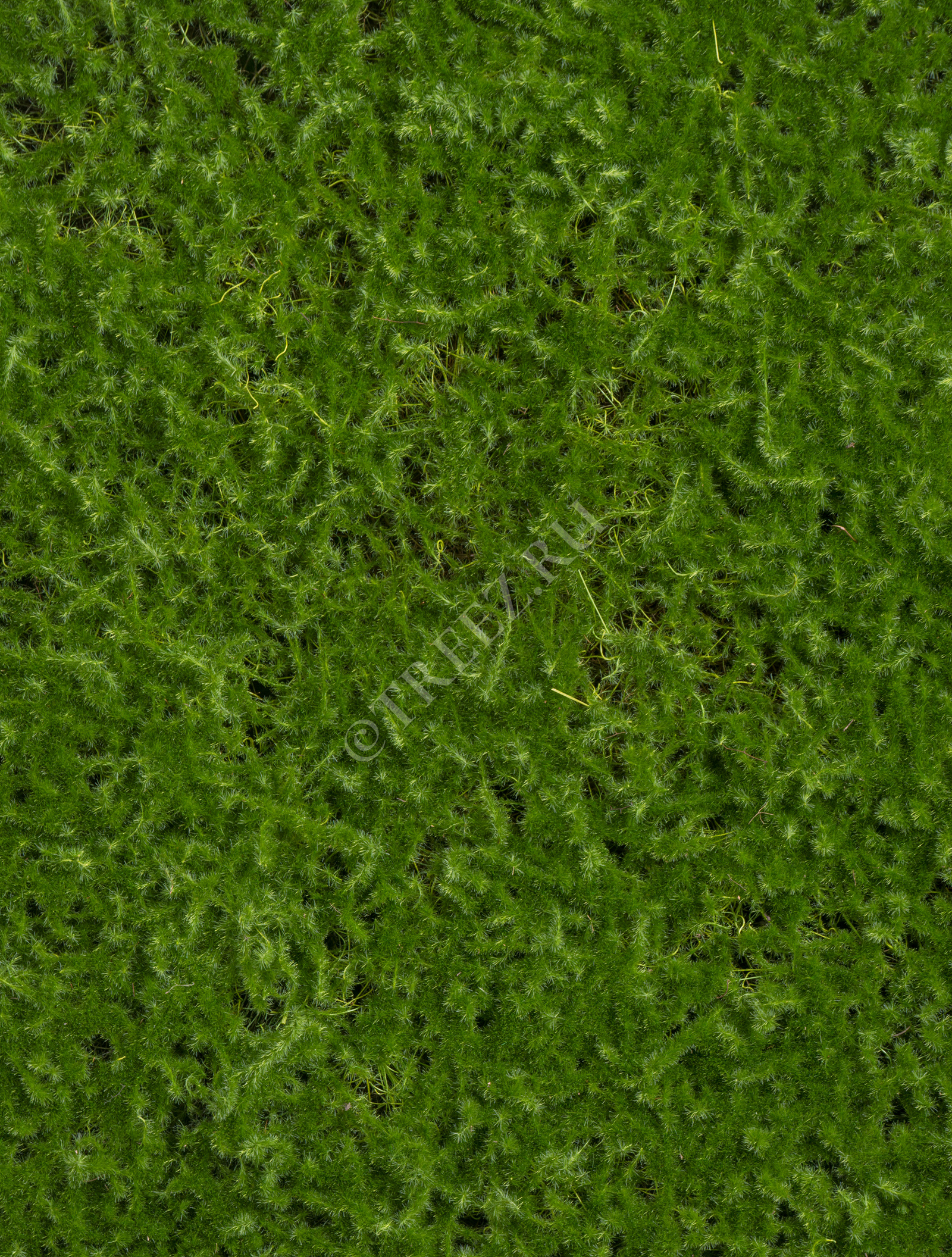 20.0818209M Мох Сфагнум (полотно) Цветочная коллекция  - Вид №1