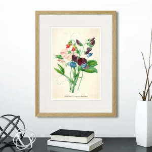 Картина в раме 32х42 см Botany illustration №4, 1836г. КАРТИНЫ В КВАРТИРУ  264492 Зеленый;красный;разноцветный