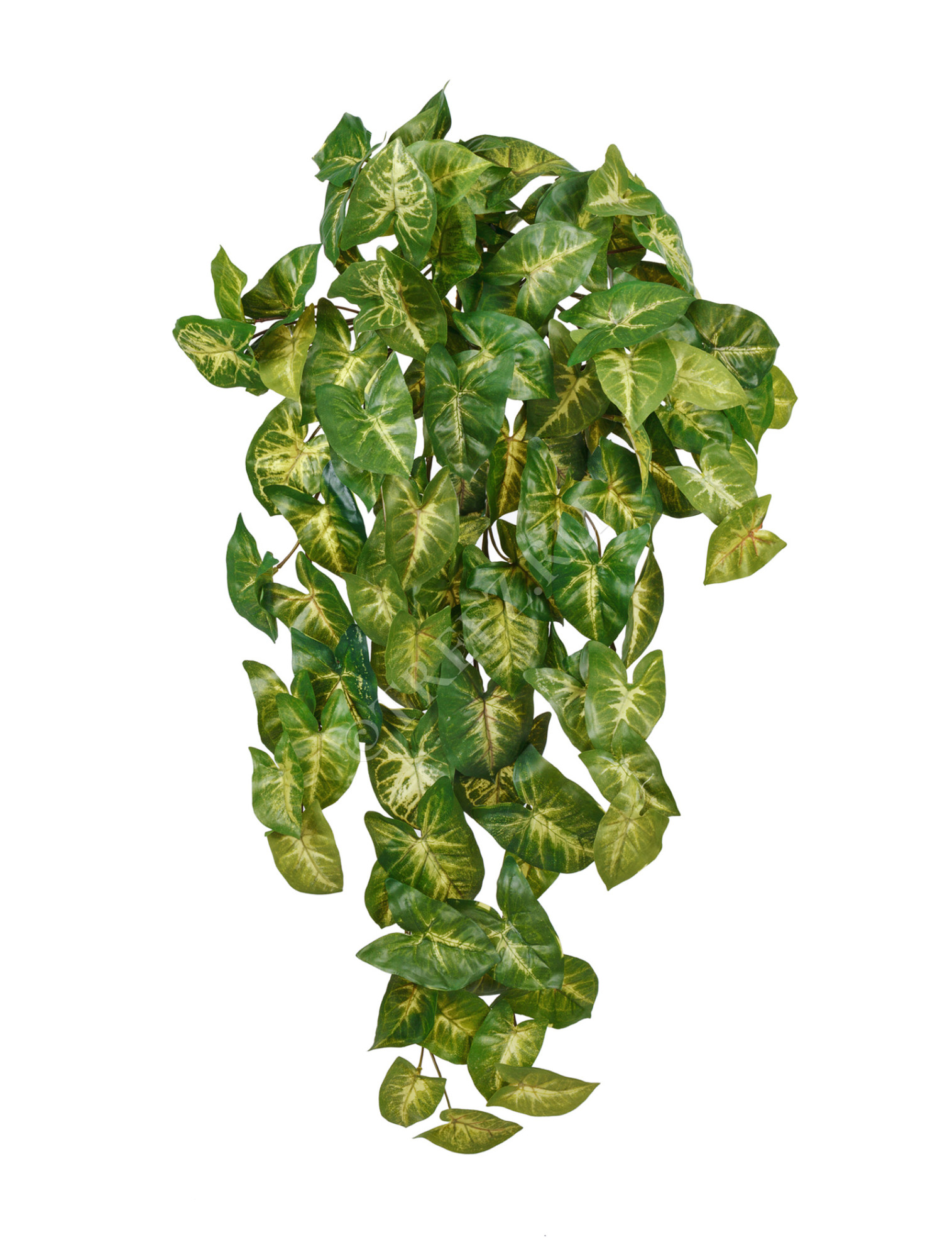 20.1379L Сингониум ампельный куст Цветочная коллекция 