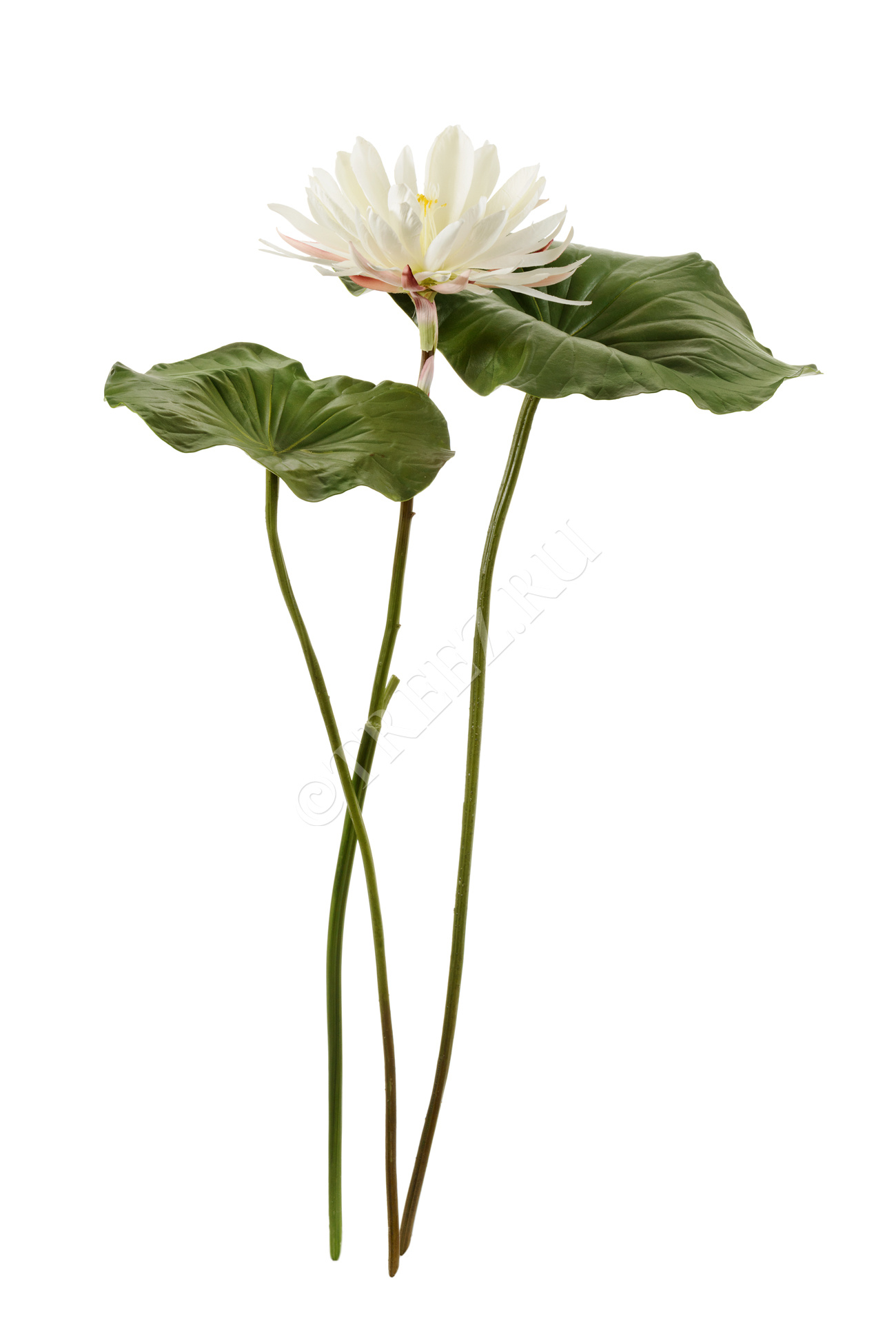 30.11170024GR Лист Лотоса большой Цветочная коллекция  - Вид №3