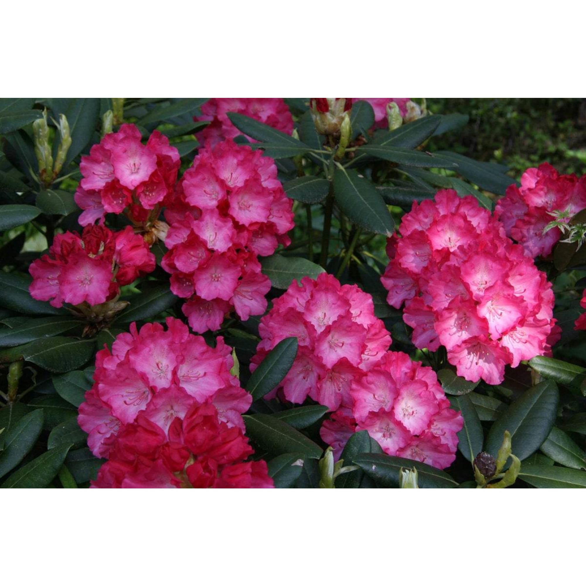 82176136 Рододендрон якушиманский «Фантастика» P9 Santreyd 