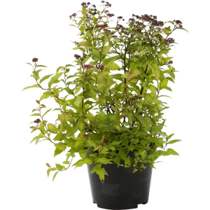 PLANTMARKET Спирея Голдфлэйм - декоративный кустарник с медно-оранжевой листвой 82356737