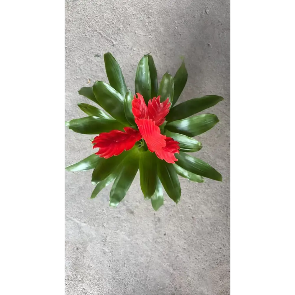 Вриезия Каллисто ø10 h30 см Santreyd STLM-2122004