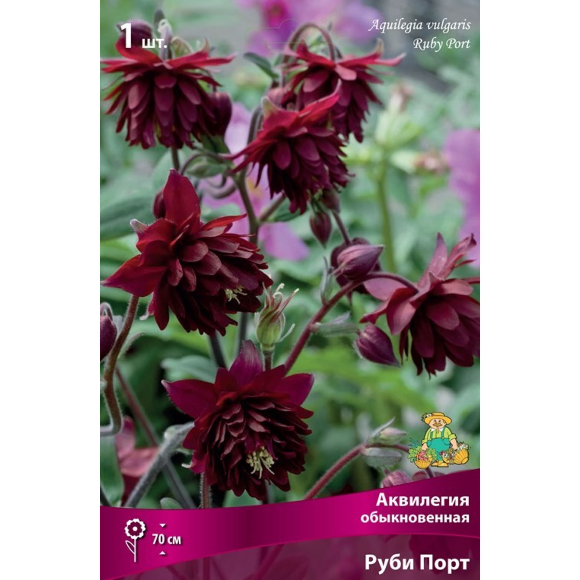 83598128 Аквилегия обыкновенная Овенная Руби Порт луковица I Santreyd 