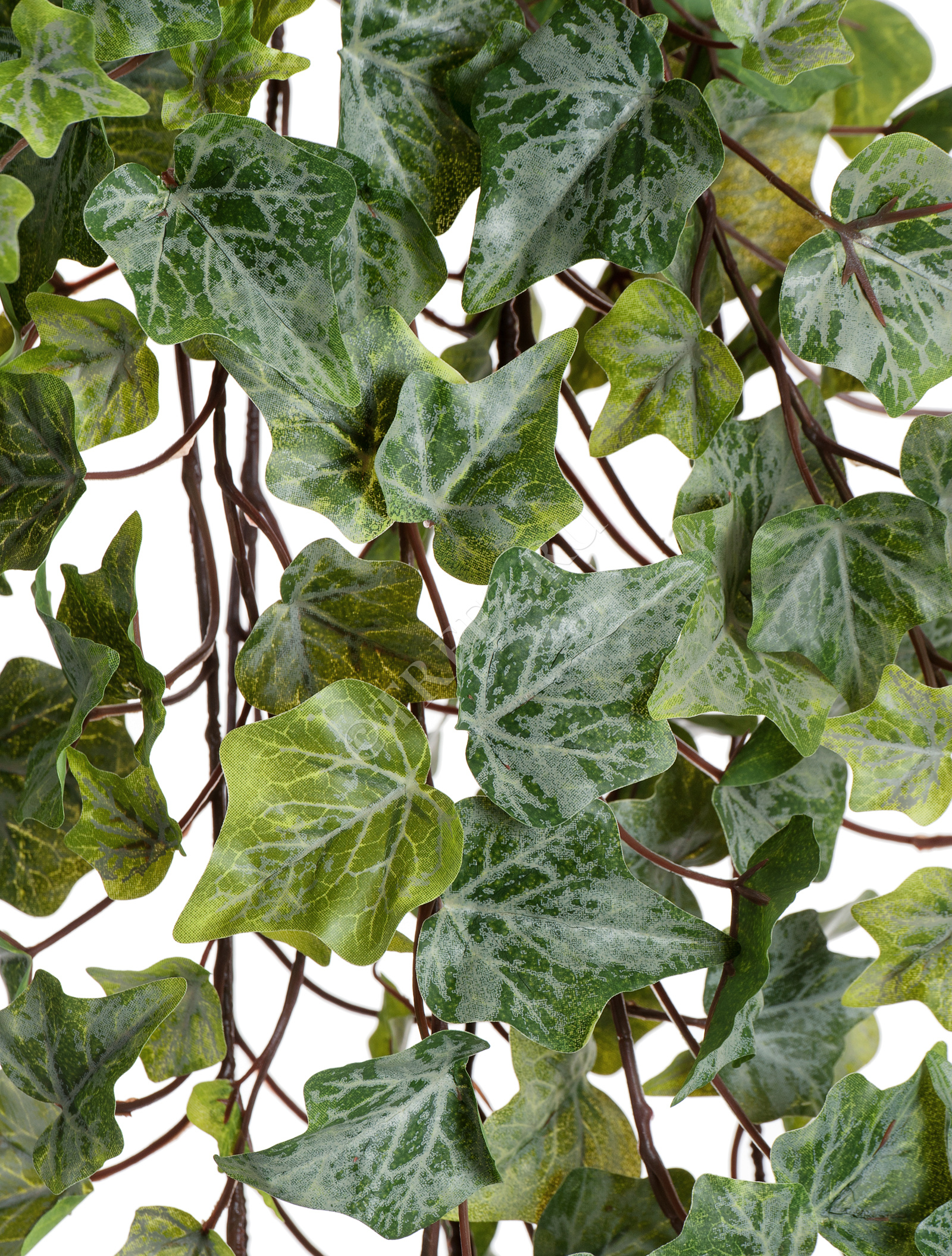 20.05170261GG-M Английский плющ Олд Тэмпл припылённо-зелёный Цветочная коллекция  - Вид №4