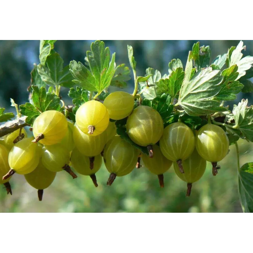 Крыжовник Santreyd - плодовый кустарник с обильным урожаем 83248556 STLM-1359607 - Вид №2