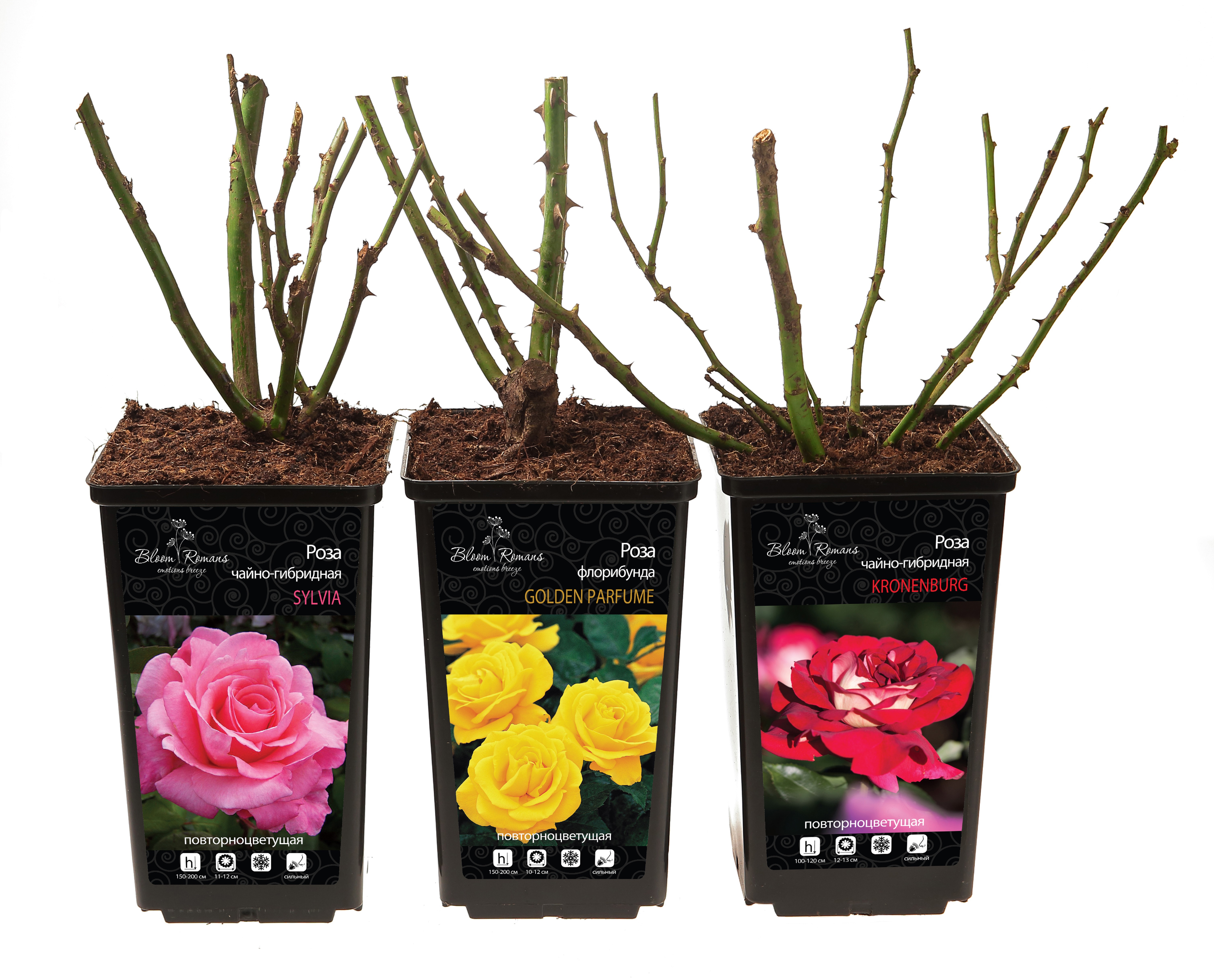 Плетистая роза Santreyd микс - саженец для вертикального озеленения 84721376