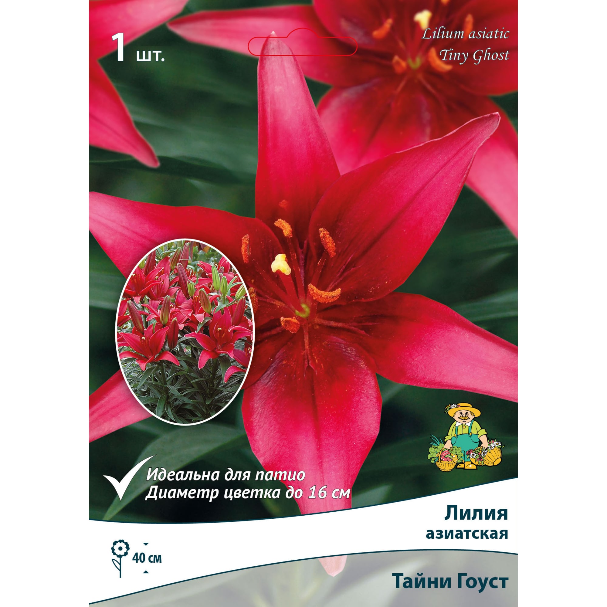 82530222 Лилия азиатские для патио «Тайни Гоуст» Santreyd 