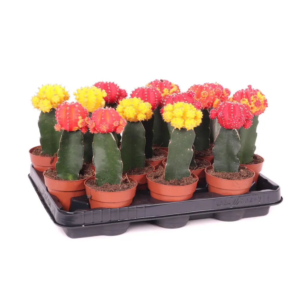 Гимнокалициум Япония микс - декоративный кактус ø8.5 см 89434537 Santreyd STLM-1582436