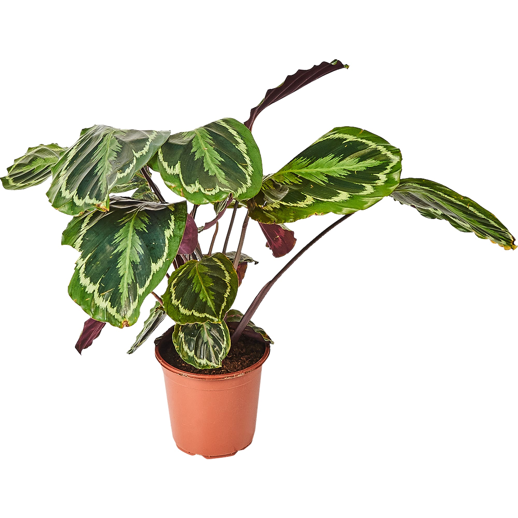 82892082 Калатея медальон 21x60 см Santreyd 