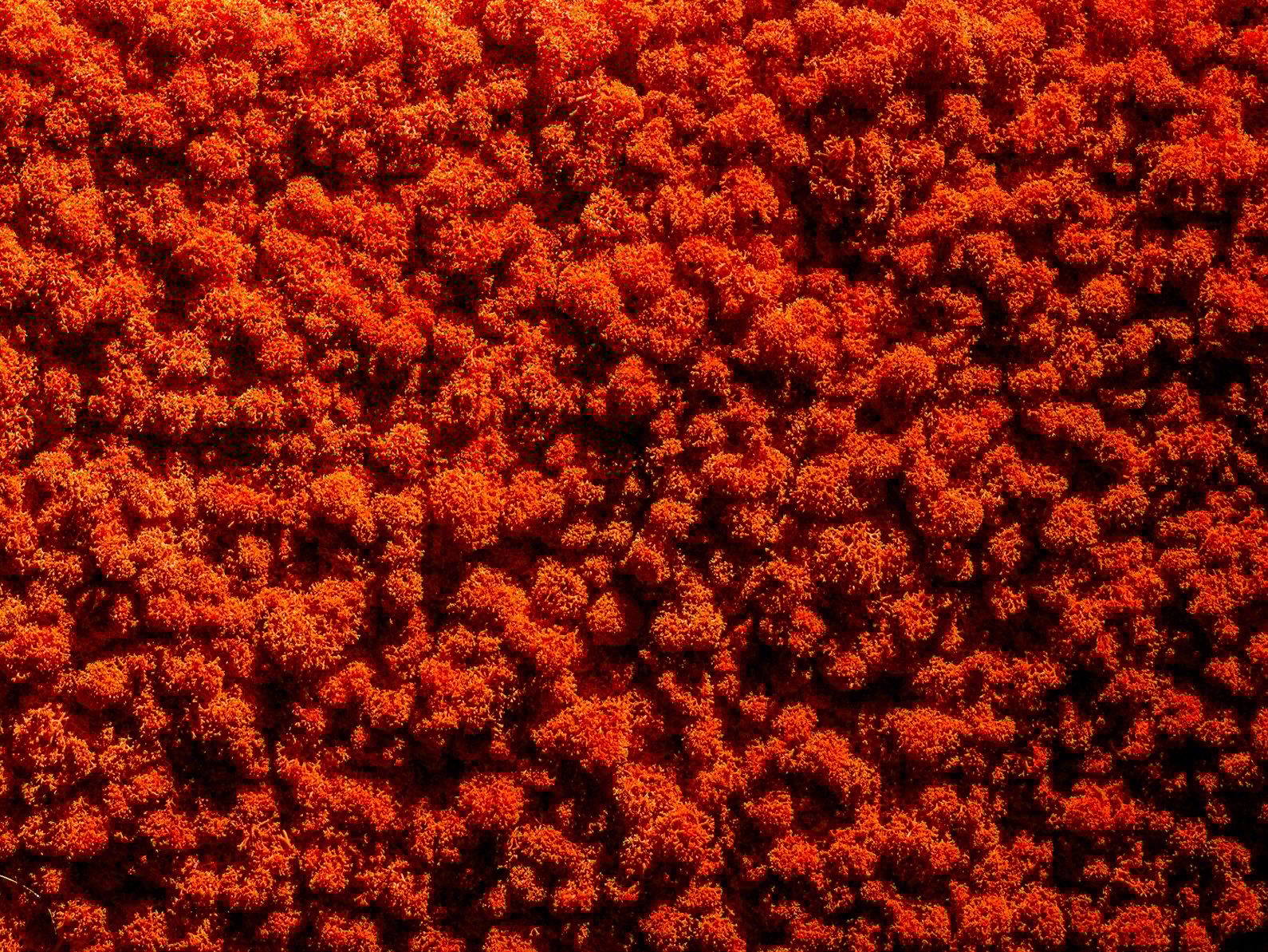 Растительная стена из мха Freund GmbH Green ARCH-00131248 - Вид №19