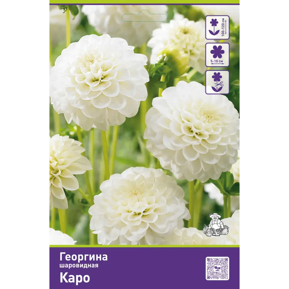 Георгина шаровидная Каро 89452212 STLM-2033550 ПОИСК 