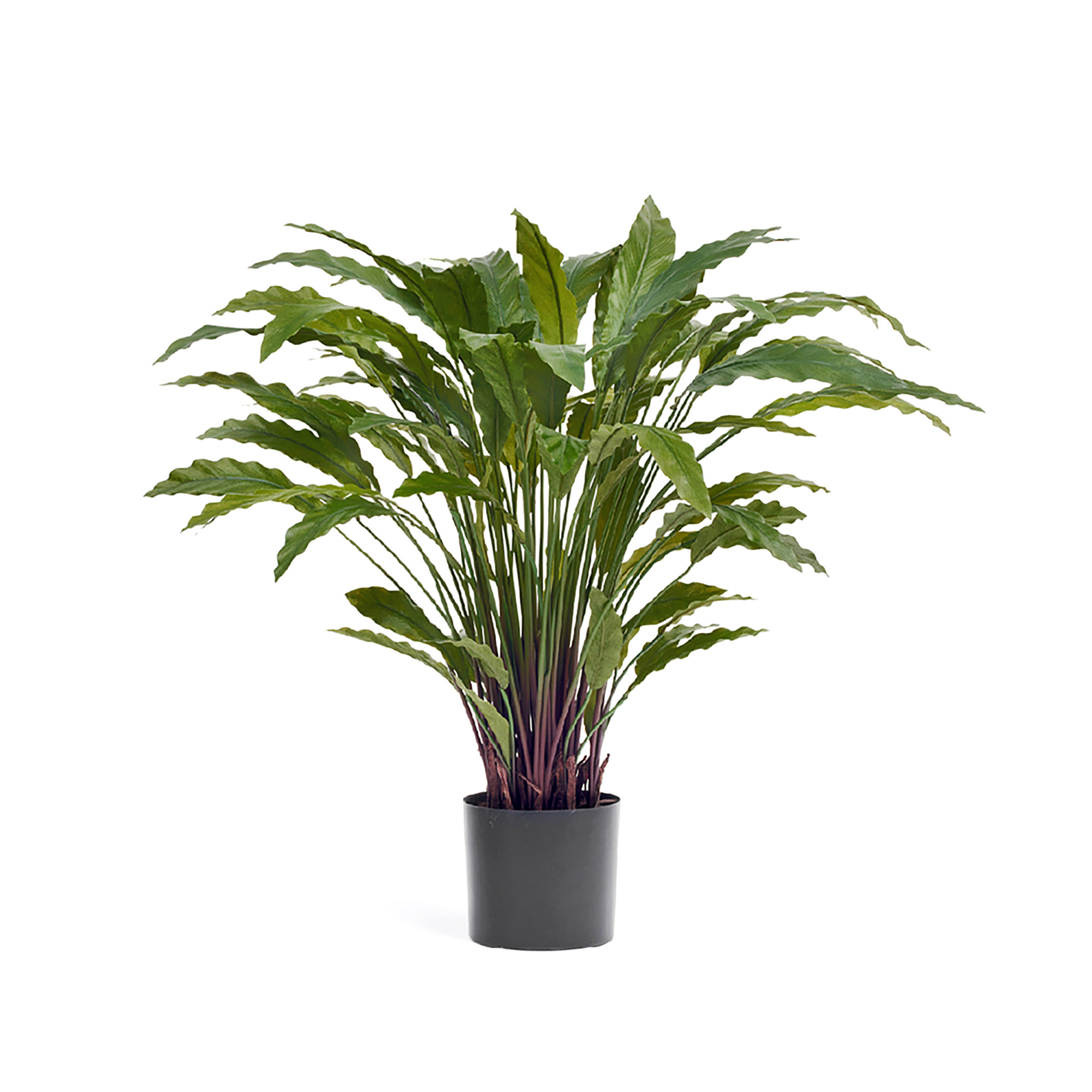 2000983229441 Калатея в горшке 75 см COSMO RED 